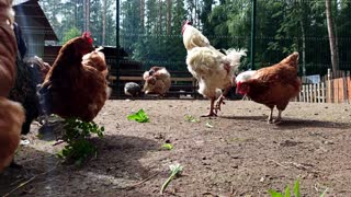 Chickens and roosters on the happy farm