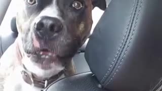 Car pitbull excited for park