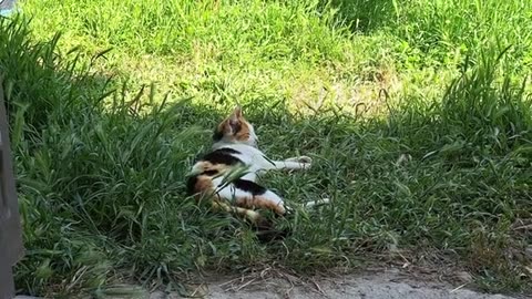 Little kittens and Mother cat are sleeping