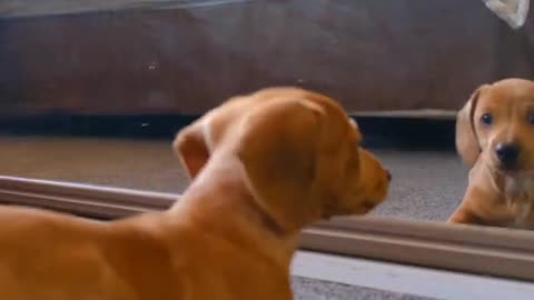 Dog dogs. .cute dogs .funny dogs .funny dogsfunny dog videos