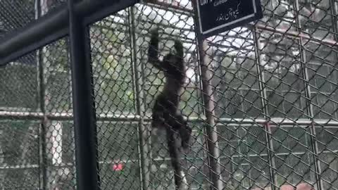 capuchin Monkey is showing tricks