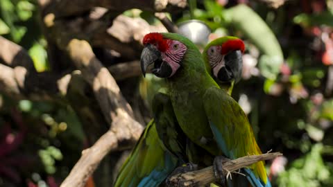 Parrots on a branch in a nature reserve