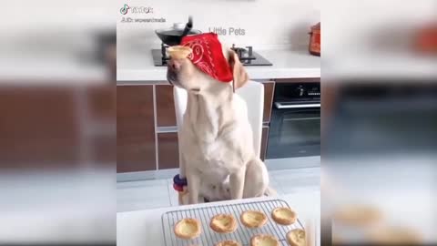 Dog reaction to food