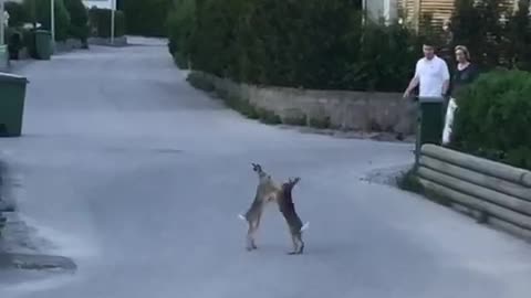 These rabbits in Sweden decide to brawl in the middle of the street!