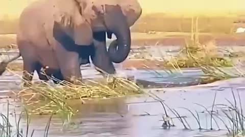 See how the elephant overpowered the crocodile. Isn't that amazing