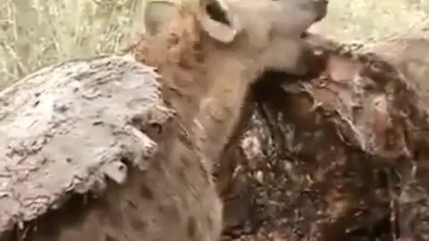 Why are hyenas useful? Watch and read the Caption