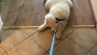 Cute samoyed refuses to stand up for a walk