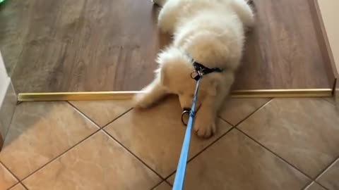 Cute samoyed refuses to stand up for a walk