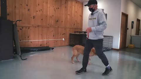 DOG TRAINING | HOW TO TURN A VERY HYPER PUPPY TO A CALM LOOSE LEASH WALKING | TO LEARN MORE CLICK THE LINKS BELOW