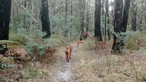 Excitable Ridgeback Pup In Bush