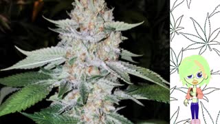 Black Fire - Ethos Genetics