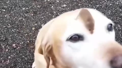 🐭🐶 An Adorable Duo: Unlikely Friends