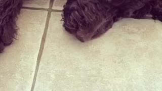 Puppy training is hard work!