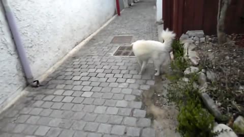 자기집으로 손님을 초대하고 싶은 한옥마을 골목길에서 만난 흰강아지 A white puppy who wants to invite guests Jeonju Hanok village