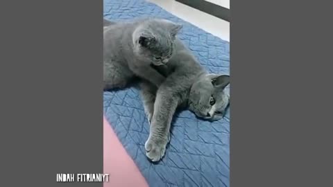 10 Minutes of Funny Cat Behavior Videos Make Laughing Laughing