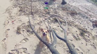 Music two puppies playing at the beach