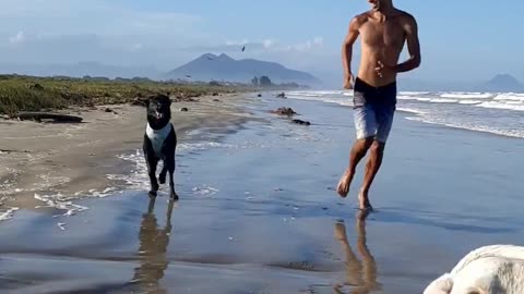 Labradors having a lot of fun on the shallow beach