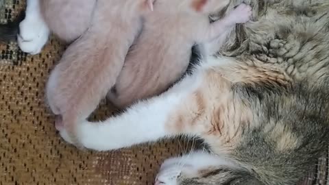 A cat with 3 young (breastfeeding them)