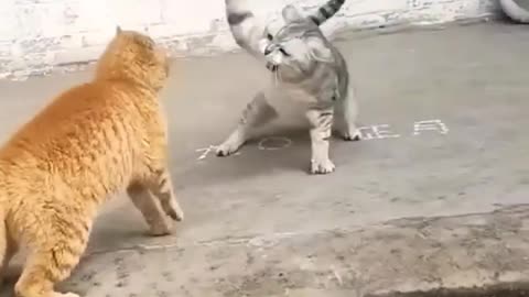 Cat fighting, cat and cat fight