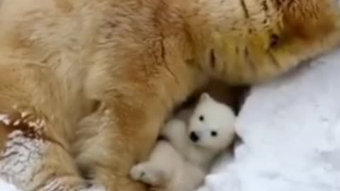 A bear and it's baby