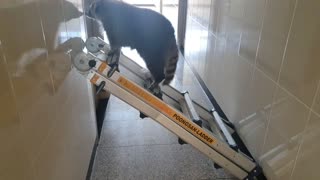 Smart Raccoon climbs ladder to open the door