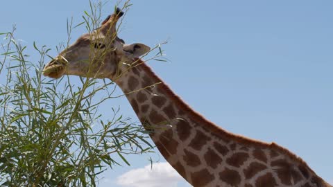 The giraffe chews the grass. Curious giraffe on the background sky