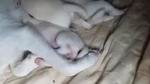 puppies eating mother's milk