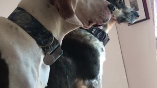 White dog blue collar and blue heeler howl out sunny window