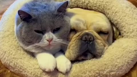 When cat and dog sleep together