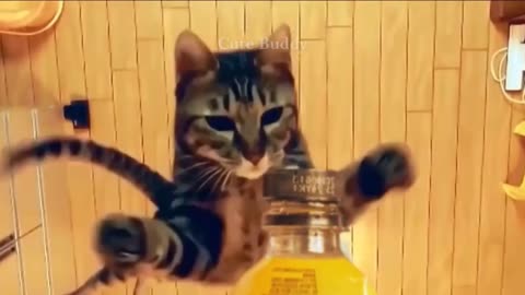 Funny and Cute Cat's Life Videos