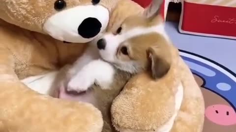 Cute lil puppy playing with teddy, cute moments, can't stop watching
