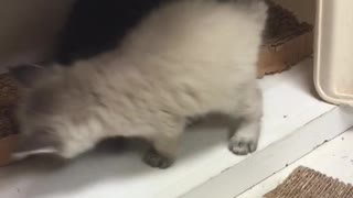 Kittens play fighting on wooden shelf