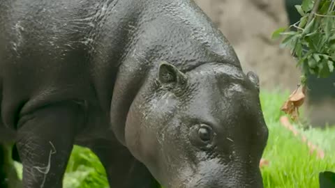 Pygmy Hippo's 1st Birthday