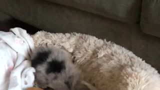 Puppy dives off couch