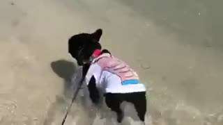 Skipper the Florida Frenchie struts his stuff on the beach!