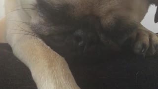 Sleeping pug wakes up for a treat
