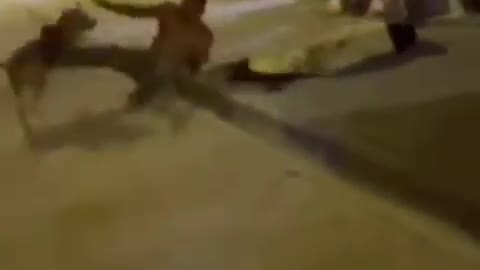 Mira Como Lo Hace Caer El Perro