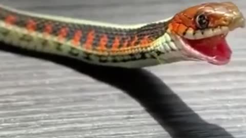 African snake swallowing a tiny worm