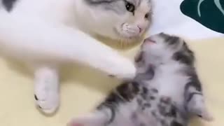Mumma cat loves baby kitty