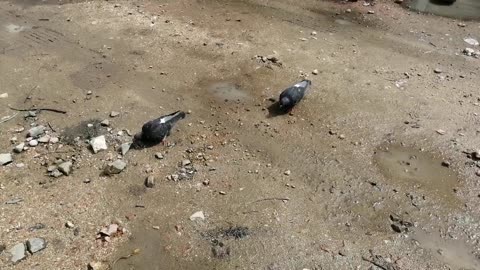 Exotic pigeons are on the street.