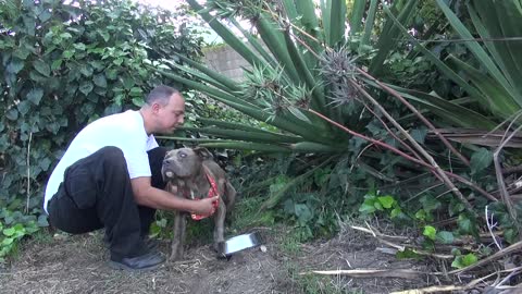 Pit Bull gets rescued.