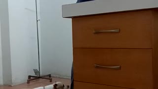 Dog Checks On Friend During Vet Visit