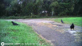 Backyard Trail Cam - Crows