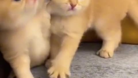 Cute cats