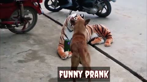 fake tiger 🐯 very funny video 🤣🤣🤣