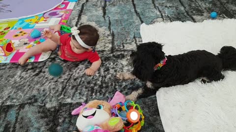 Gentle dog successfully plays fetch with baby