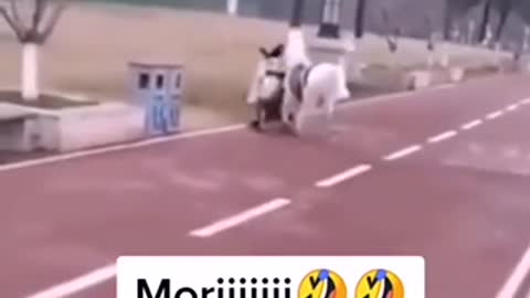 Cuando no es tu día y sale un caballo y te atropella