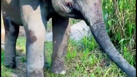 The trunk of an elephant is really too flexible. Is it trying to express something?