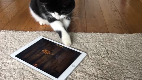 Cat playing with iPad Game