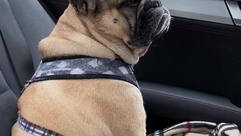 French Bulldog loves to sing karaoke during car rides